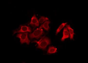 OXER1 Antibody