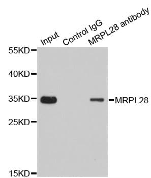 Polyclonal Rabbit anti-Human MRPL28 Antibody (IHC, IF, WB)