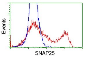 SNAP25 Antibody (clone OTI4G5)