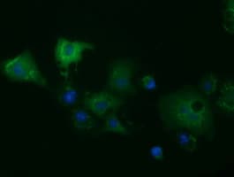 KSP32 / MIOX Antibody (clone OTI1C5)