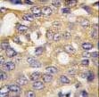 AMBRA1 Antibody (aa27-55)