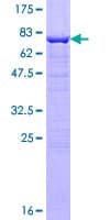 Human INPP5A Protein (Recombinant GST)