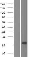 Human C6orf99 Protein (Over-Expression Lysate Myc-DDK (Flag))