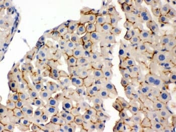 OPA1 Antibody