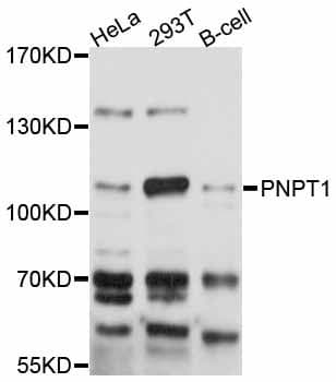 PNPT1 Antibody
