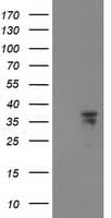 CDK2 Antibody (clone OTI1H5)