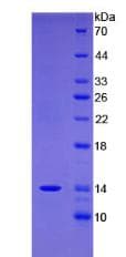 Human FAM19A4 Protein (Recombinant His, N-Terminal)