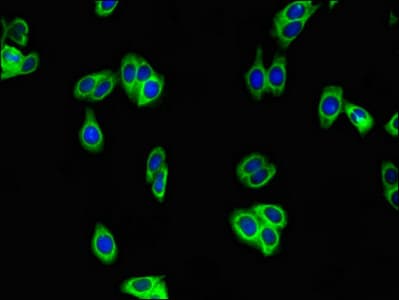 WFDC8 Antibody