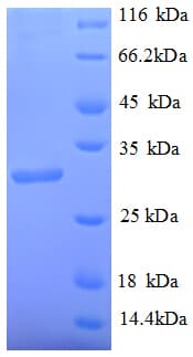 Streptomyces avidinii Streptavidin Protein (Recombinant GST)