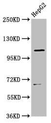 Polyclonal Rabbit anti-Human LRIG2 Antibody (IF, WB)