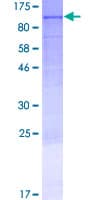 Human LRRC8E Protein (Recombinant GST)