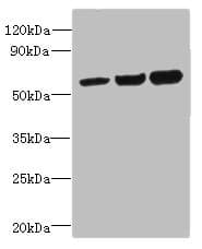OSBPL2 Antibody