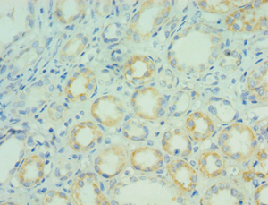 AGR2 Antibody (aa21-175)