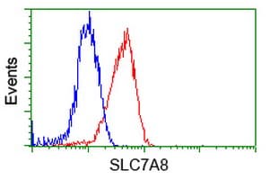 IHC-plus™ Monoclonal Mouse anti-Human SLC7A8 / LAT2 Antibody (clone 4H10, IHC, IF)