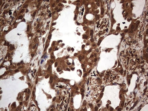 H2AFY2 Antibody (aa2-261, clone OTI1C2)