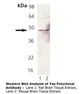 Polyclonal Rabbit anti-Mouse CD95 / FAS Antibody (IHC, WB)