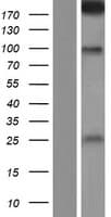 SDK2 Protein (Over-Expression Lysate Myc-DDK (Flag))