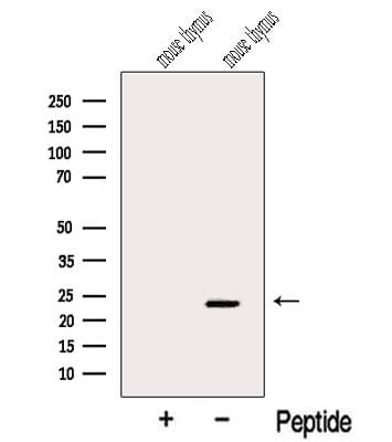 ARL15 Antibody