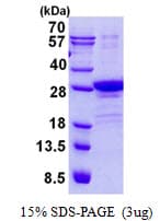 Human POLR2E Protein (Recombinant His)
