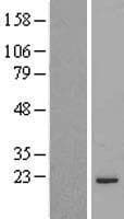 MRPL48 Protein (Over-Expression Lysate Myc-DDK (Flag))