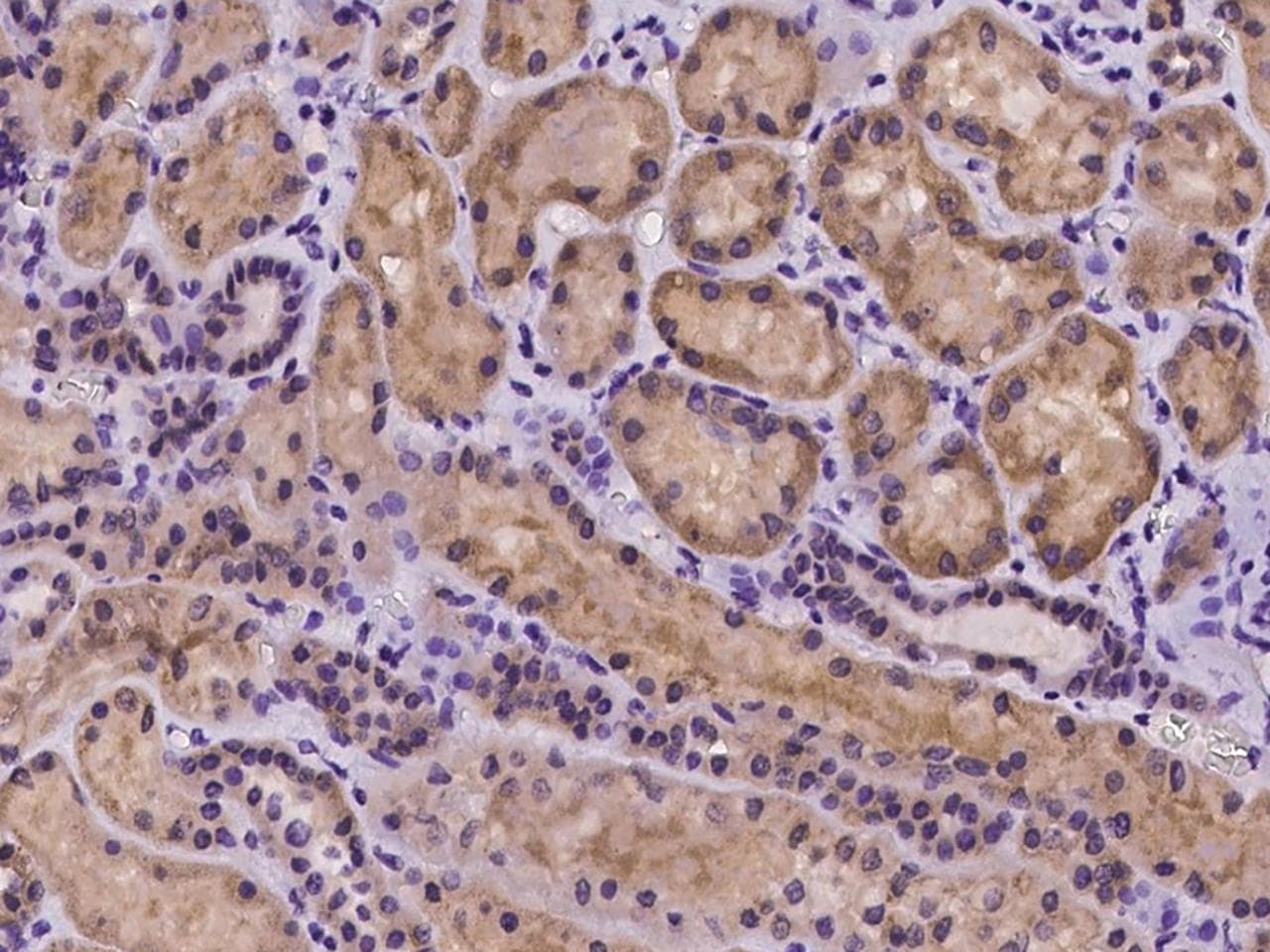 COX10 Antibody