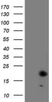 FXN / Frataxin Antibody (clone OTI1F2)