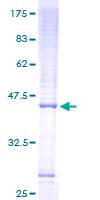 Human MRPS16 Protein (Recombinant GST)