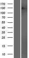 MSH3 Protein (Over-Expression Lysate Myc-DDK (Flag))