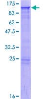 Human GOLGA5 Protein (Recombinant GST)