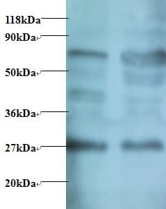 MPZ / P0 Antibody (FITC)