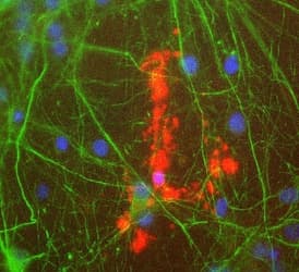 IHC-plus™ MBP / Myelin Basic Protein Antibody (clone 7D2)