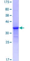 Human KRTAP17-1 Protein (Recombinant GST)
