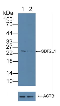 Polyclonal Rabbit anti-Human SDF2L1 Antibody (WB)