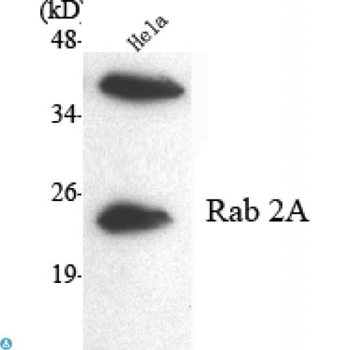 RAB2A / RAB2 Antibody