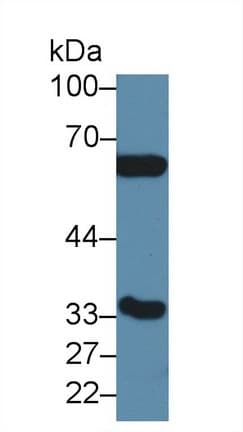 CA4 / Carbonic Anhydrase IV Antibody (aa21-216)