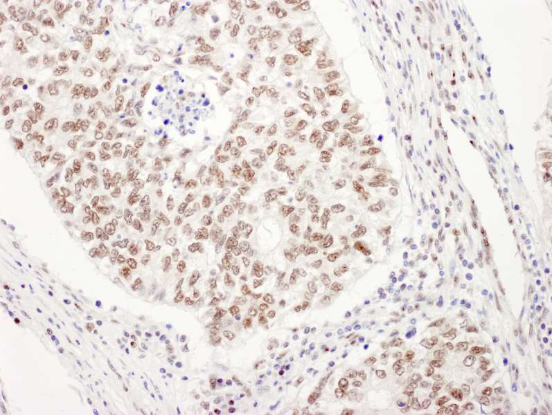 UBL7 Antibody (aa330-380)