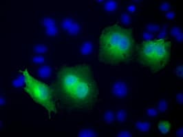 RAB17 Antibody (clone OTI4E7, Carrier-free)