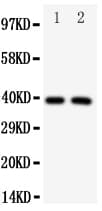 Polyclonal Rabbit anti-Human IRF2 Antibody (aa249-266, WB)