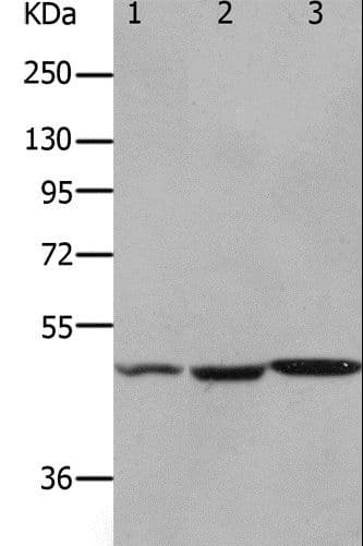 OX2R / Orexin Receptor 2 Antibody