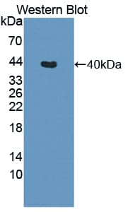 LDHC / Lactate Dehydrogenase C Antibody (aa1-332, Biotin)