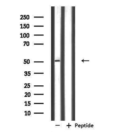 NFYC Antibody