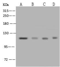 NCAPH / CAP-H Antibody