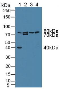 GFM1 Antibody (aa511-751, PE)