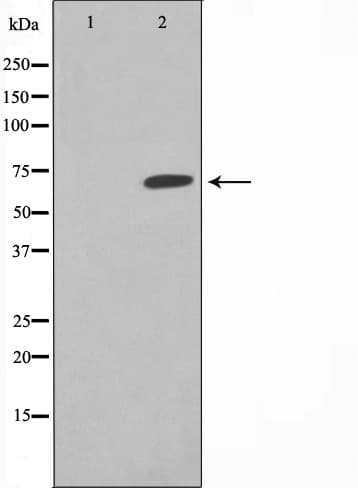 GCKR Antibody