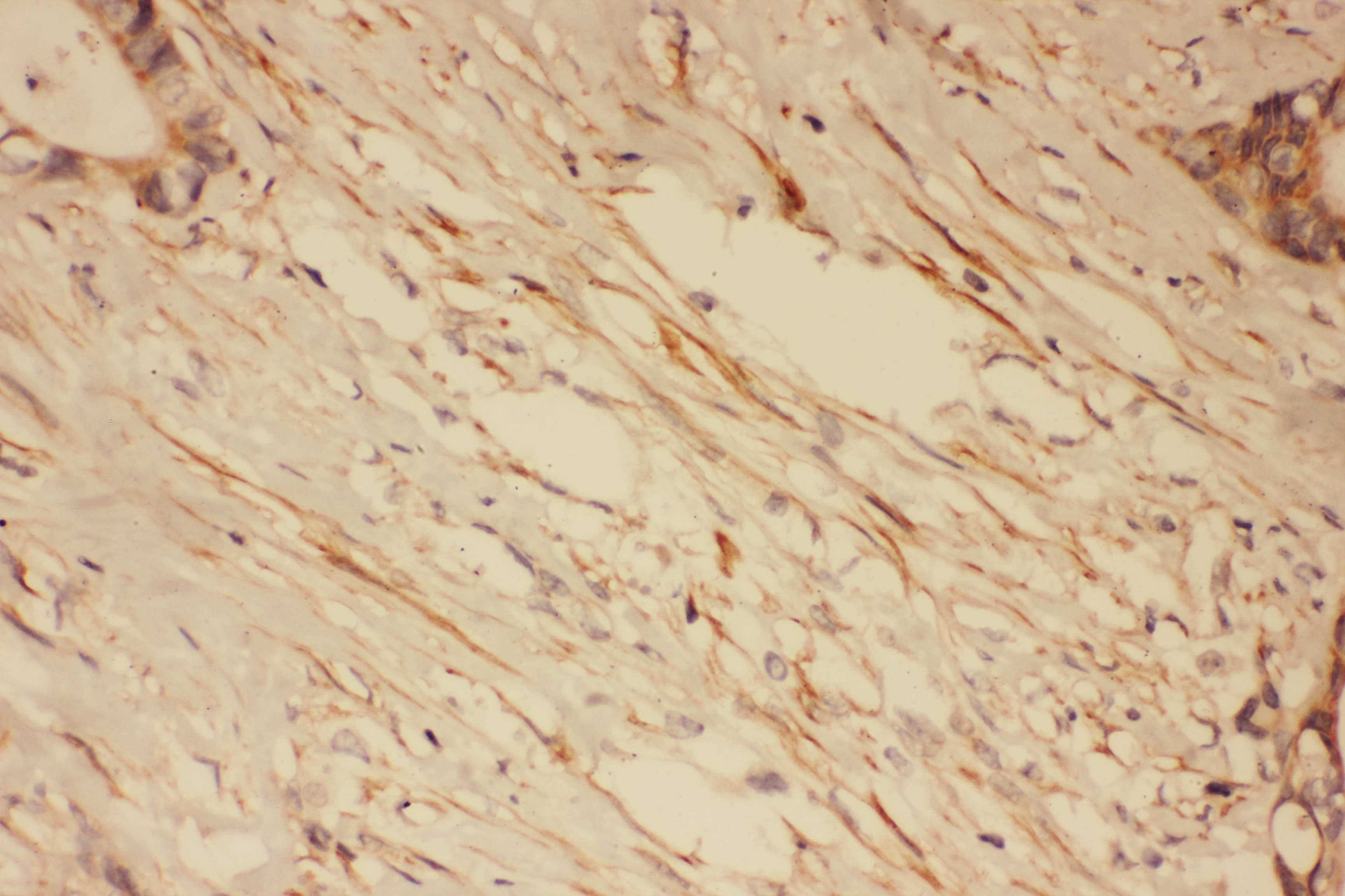DLG4 / PSD95 Antibody (aa492-507)