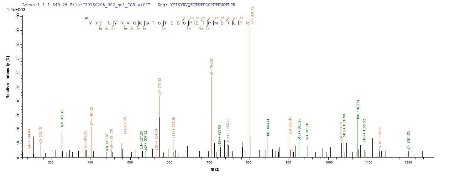 Mouse UPK2 / UPII / Uroplakin 2 Protein (Recombinant GST-6His, N-terminus)