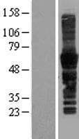 Human SPN / CD43 Protein (Over-Expression Lysate Myc-DDK (Flag))