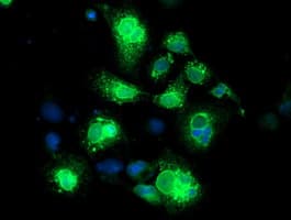 NPTN / SDR1 Antibody (clone OTI2D4)