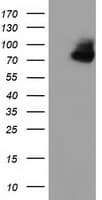 OSBPL11 Antibody (clone OTI5A10)
