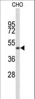 GORAB / SCYL1BP1 Antibody (aa24-52)